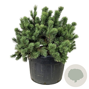Pinus mugo 100-125 cm cont. 230L solitair