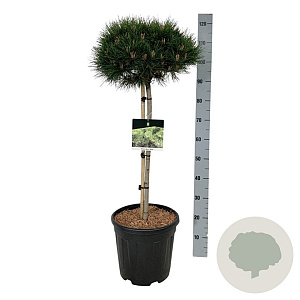 Pinus nigra 'Nana' 70 cm stam 15L kroon 30-40