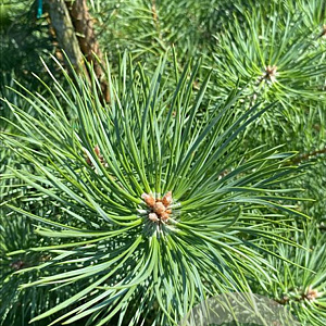Pinus nigra nigra 200-225 cm draadkluit solitair