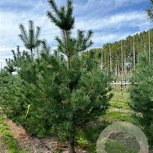 Pinus nigra nigra 200-225 cm draadkluit solitair