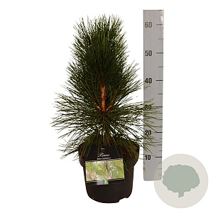 Pinus nigra 'Pyramidalis' 30-40 cm 4,5L