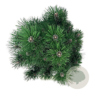 Pinus nigra 'Richard' 40-50 cm 15L