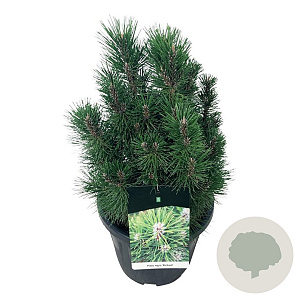 Pinus nigra 'Richard' 40-50 cm 15L