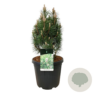 Pinus nigra 'Richard' 50-60 cm 30L extra