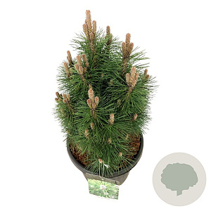Pinus nigra 'Richard' 50-60 cm 30L extra