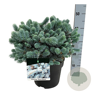Picea pungens 'Glauca Globosa' 30-40 cm 6,5L