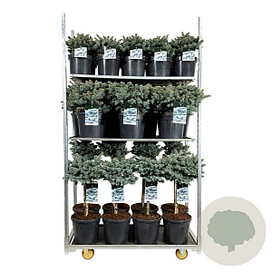 Picea pungens 'Glauca Globosa' 50-60 cm 4,5L