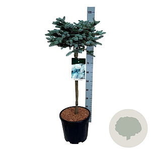 Picea pungens 'Glauca Globosa' 60 cm stam 15L