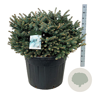 Picea pungens 'Glauca Globosa' 80-100 cm cont. 110L solitair