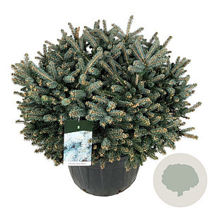 Picea pungens 'Glauca Globosa' 80-100 cm cont. 110L solitair
