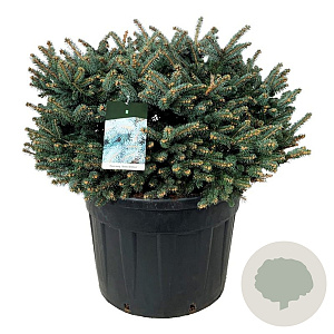 Picea pungens 'Glauca Globosa' 80-100 cm cont. 110L solitair