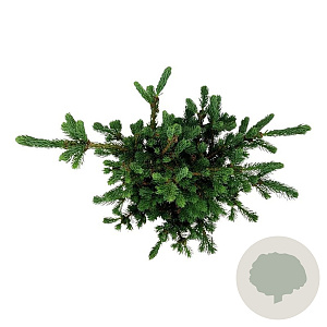 Picea pungens 'Lucky Strike' 40-50 cm 15L