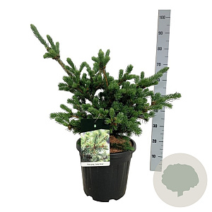 Picea pungens 'Lucky Strike' 40-50 cm 15L