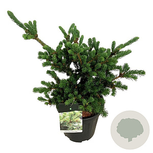 Picea pungens 'Lucky Strike' 40-50 cm 15L