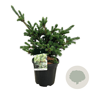 Picea pungens 'Lucky Strike' 40-50 cm 15L