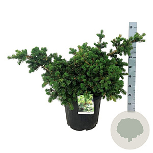 Picea pungens 'Lucky Strike' 50-60 cm 30L extra