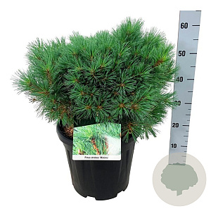 Pinus strobus 'Minima' 40-50 cm 15L
