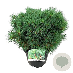 Pinus strobus 'Minima' 40-50 cm 15L