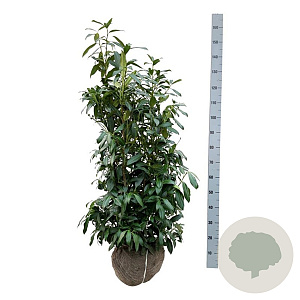 Prunus l. 'Herbergii' 100-125 cm met kluit extra