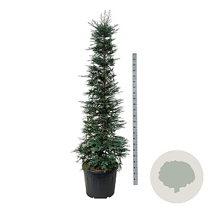 Sequoia s. 'Xeno' 200-250 cm cont. 90L extra