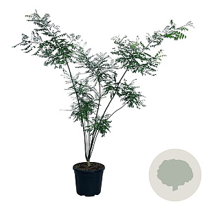 Styphnolobium japonicum 170-200 cm cont. 55L extra