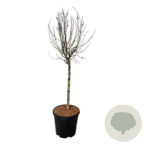 Syringa Bloomerang Pink Perfume 60 cm stam 15L