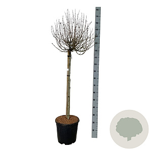 Syringa Bloomerang Pink Perfume 90 cm stam 15L