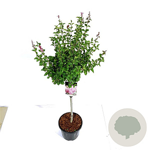 Syringa  'Flowerfest Pink' 80 cm stam 15L