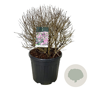 Syringa meyeri 'Palibin' 60-80 cm cont. 55L bol extra