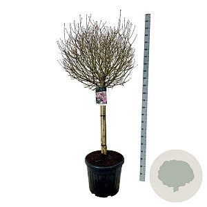 Syringa meyeri 'Palibin' 90 cm stam cont. 55L extra