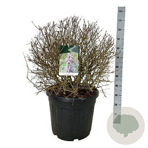 Syringa Sugar Plum Fairy 60-80 cm cont. 55L bol extra