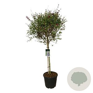 Syringa Sugar Plum Fairy 90 cm stam 30L