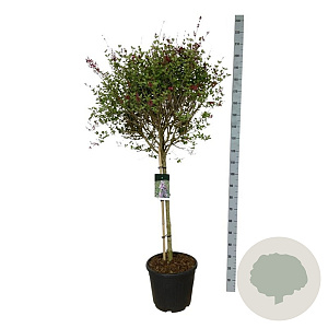 Syringa Sugar Plum Fairy 90 cm stam 30L