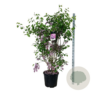Syringa v. 'Sensation' 170-200 cm cont. 55L extra