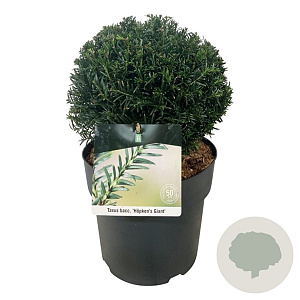 Taxus b. 'Höpken's Gigant' 25-30 cm 6,5L bol