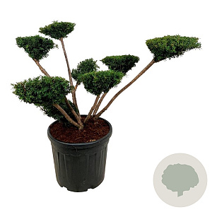 Taxus media 'Farmen' 80-100 cm cont. 55L bonsai