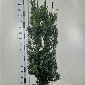 Taxus media 'Hicksii' 100-120 cm met kluit extra
