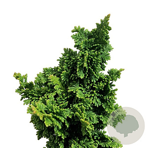 Thuja occ. Primo 25-30 cm