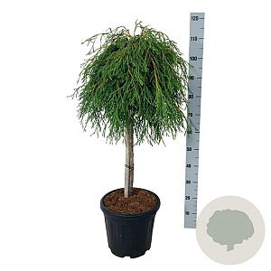 Thuja pl. 'Kager's Beauty' 60 cm stam 15L