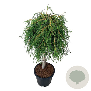 Thuja pl. 'Kager's Beauty' 60 cm stam 15L