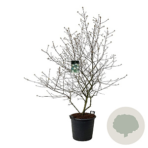 Viburnum burkwoodii 150-175 cm cont. 55L extra