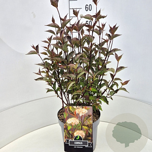 Cornus alba 'Kesselringii' 40-60 cm 10L