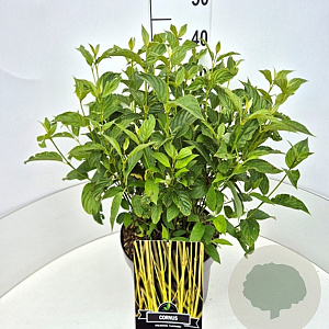 Cornus sericea 'Flaviramea' 40-60 cm 10L