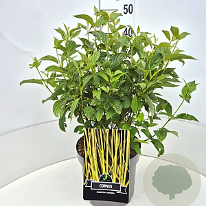 Cornus sericea 'Flaviramea' 40-60 cm 10L