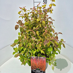 Cornus sang. 'Midwinter Fire' 50-60 cm 20L