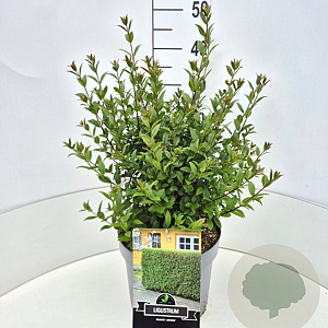 Ligustrum vulg. 'Atrovirens' 35-40 cm 10L