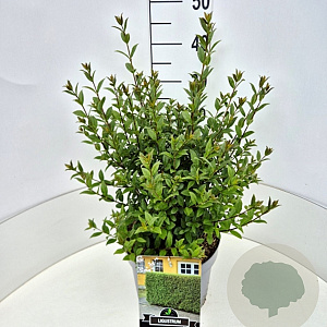 Ligustrum vulg. 'Atrovirens' 35-40 cm 10L