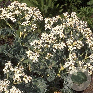 Crambe maritima GM P9