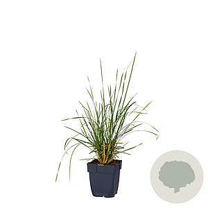 Deschampsia cesp. 'Tardiflora' GM  P11