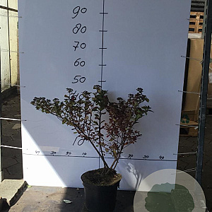 Spiraea betulifolia 'Tor' 40-50 cm 5,0L